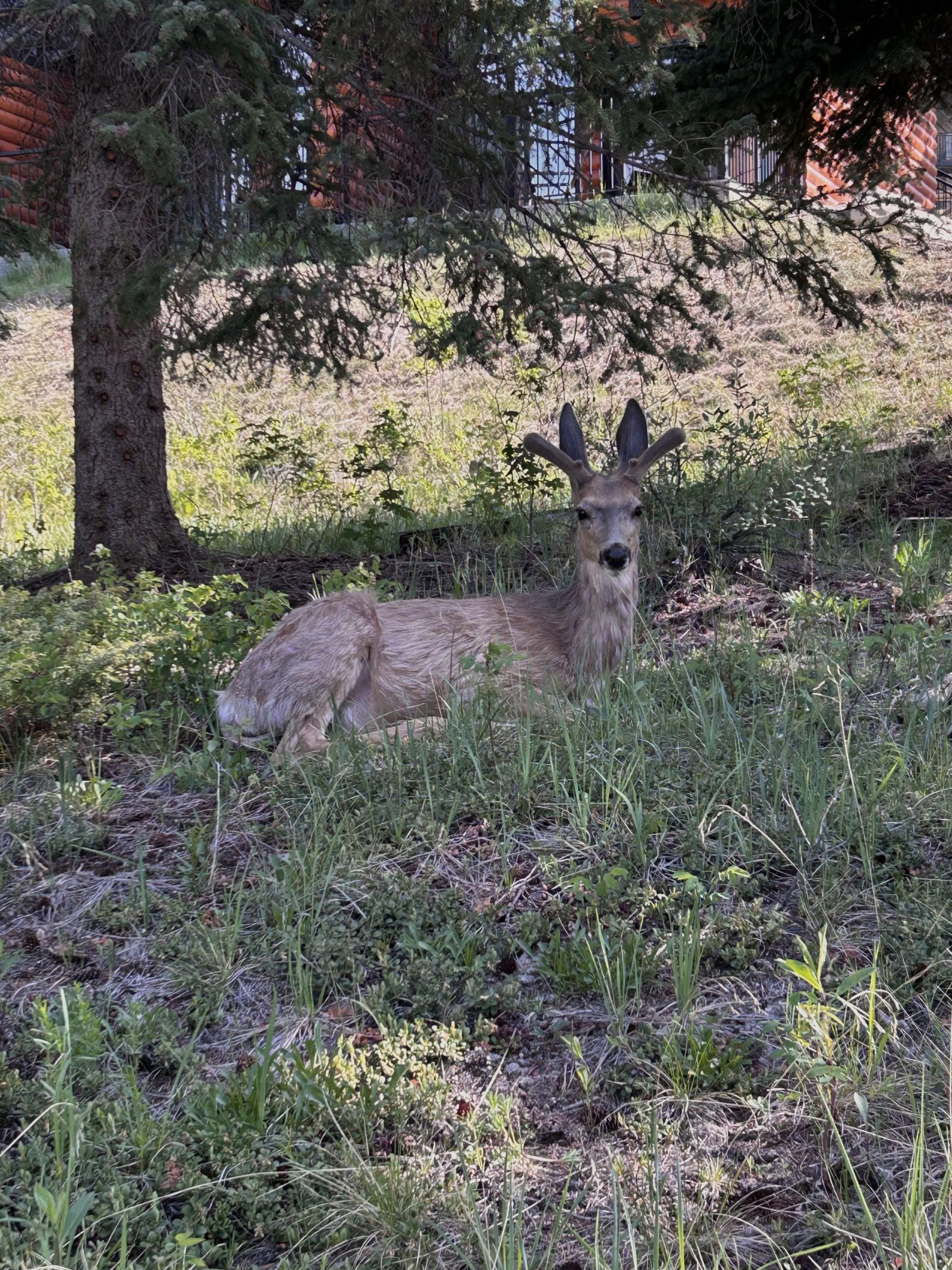 Cervo sdraiato nell'erba all'ombra degli alberi
