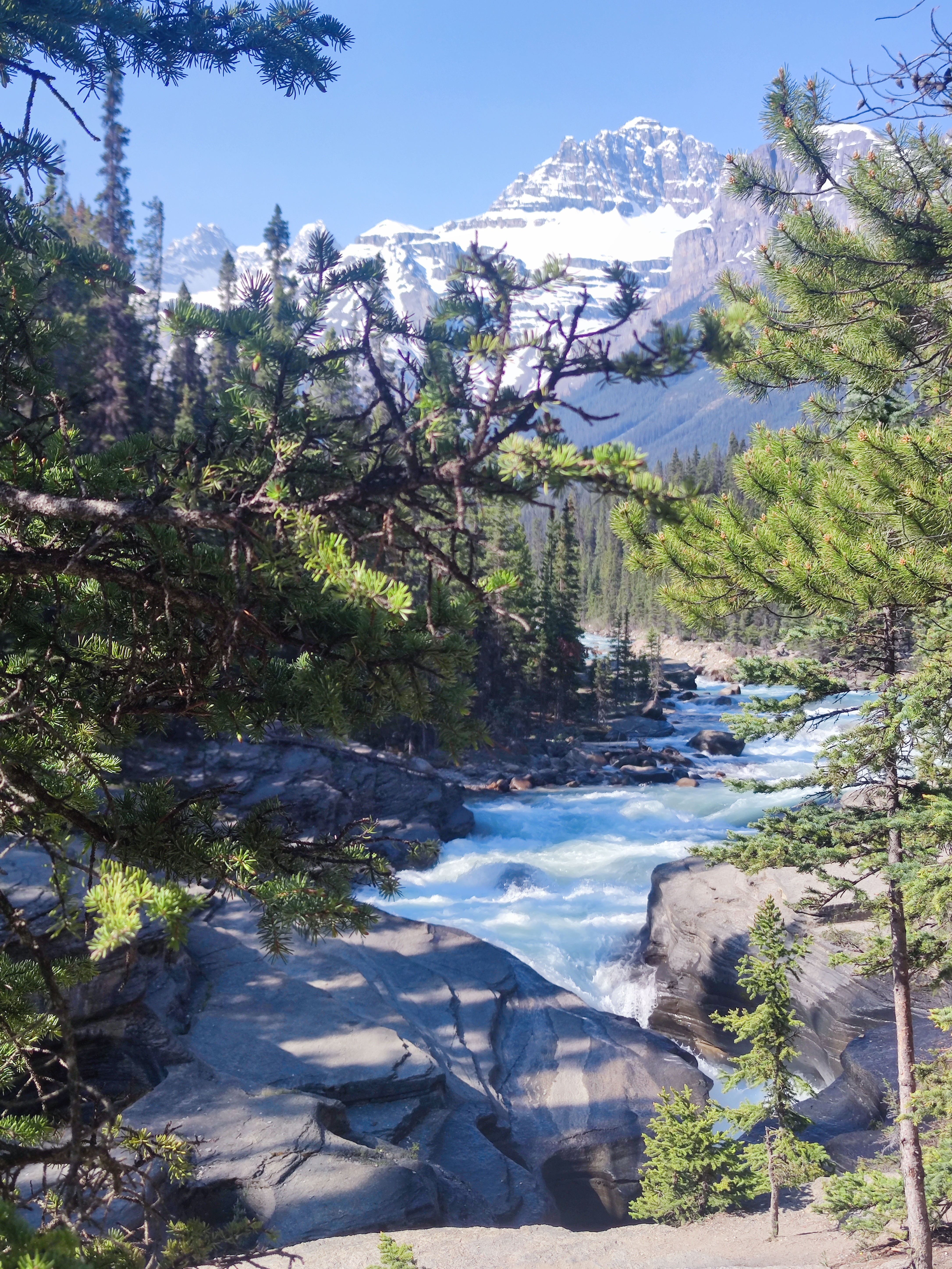 Rapide vorticose tra le conifere canadesi