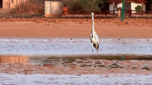 Airone che cammina nelle acque del Delta del Saloum