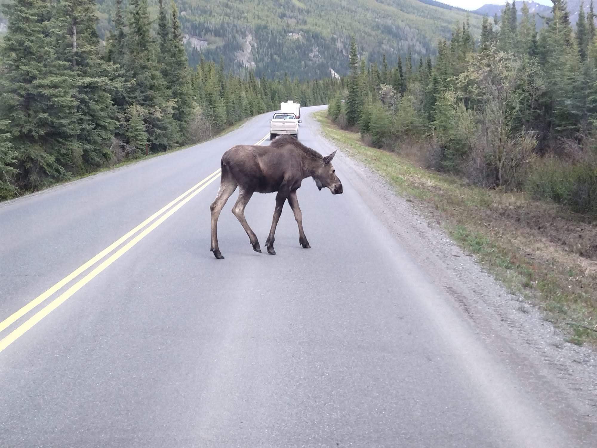 Alce che attraversa lentamente una strada asfaltata in Alaska a luglio