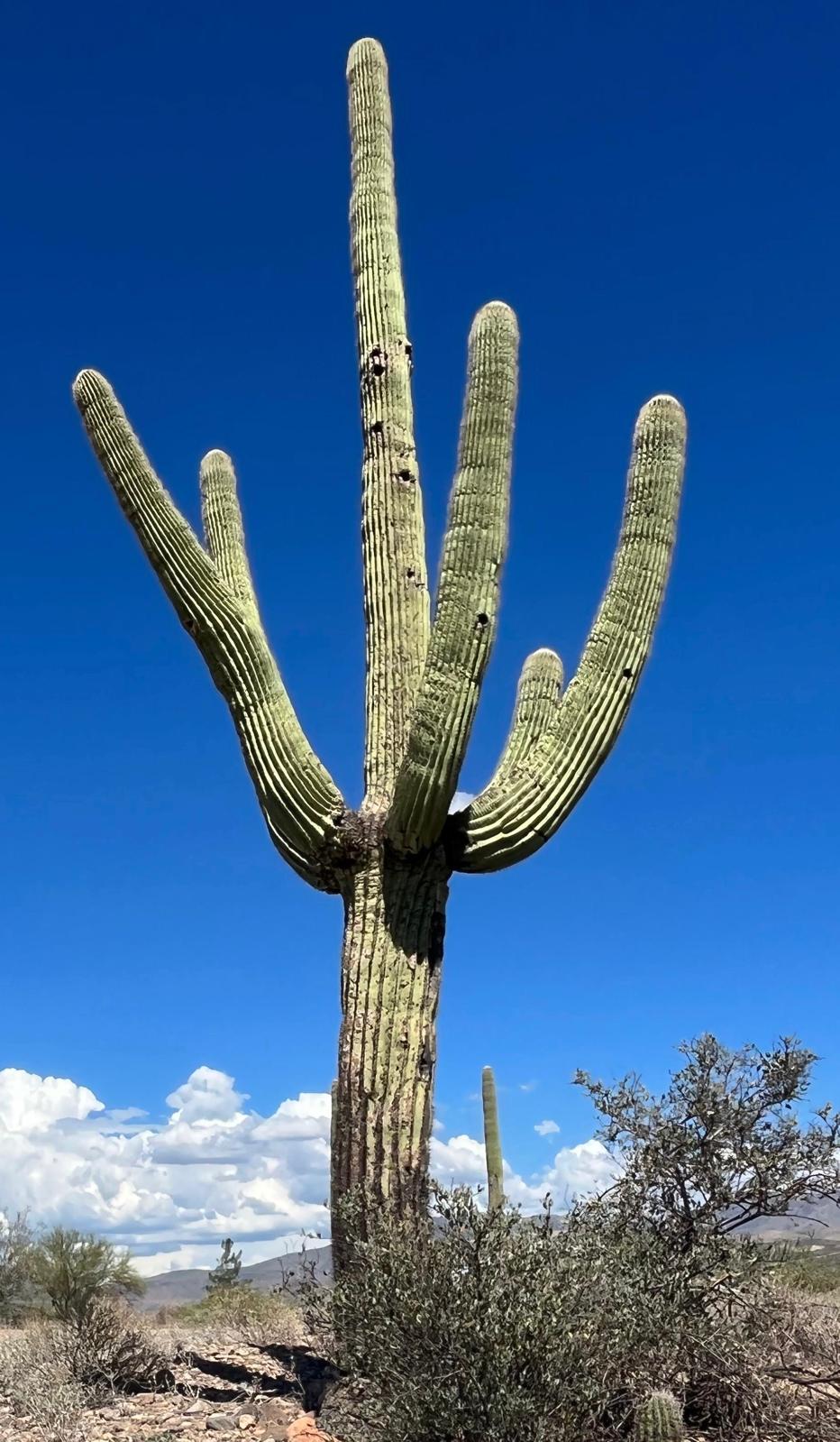 Imponente cactus Saguaro che si staglia nel cielo azzurro dell'Arizona