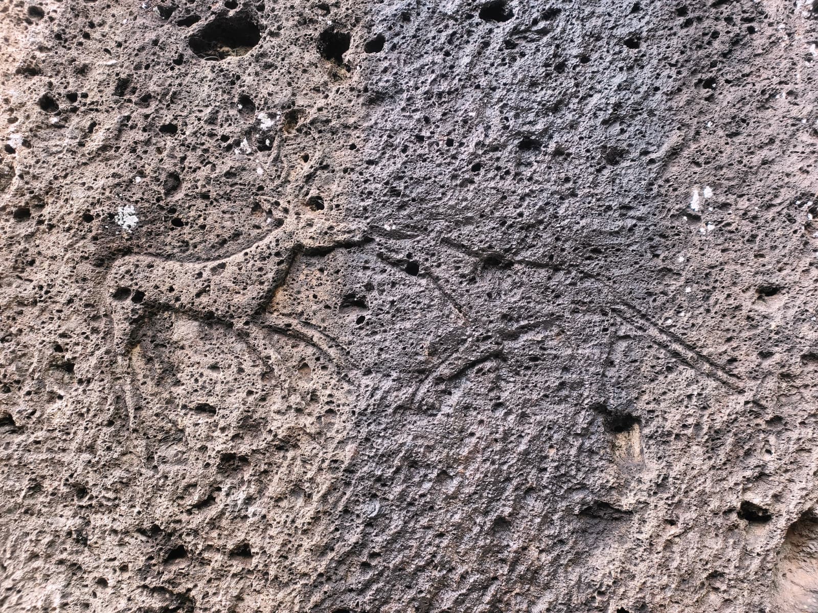 Dettaglio ravvicinato dell'antico graffito rupestre nella celebre Tomba del Cervo