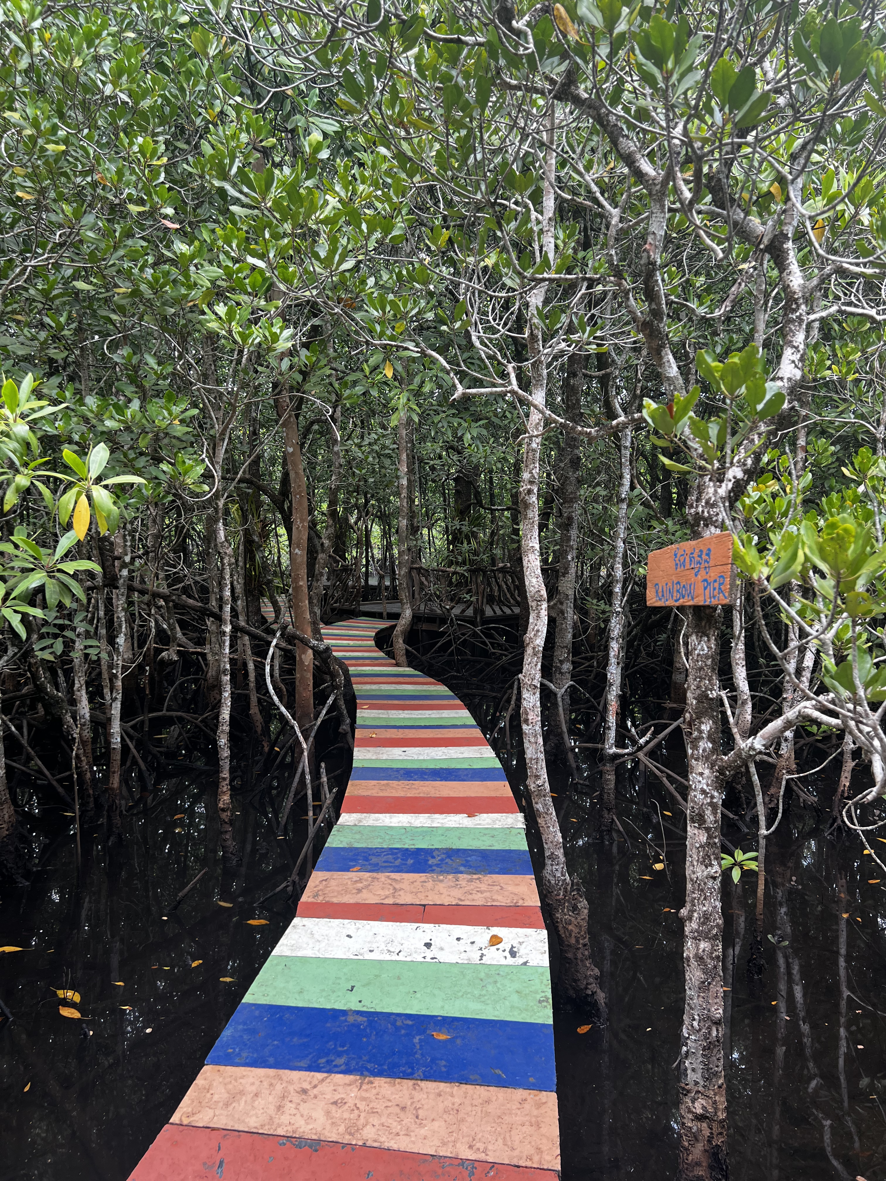 Ponte in legno colorato ad arcobaleno che si addentra tra la fitta vegetazione delle mangrovie