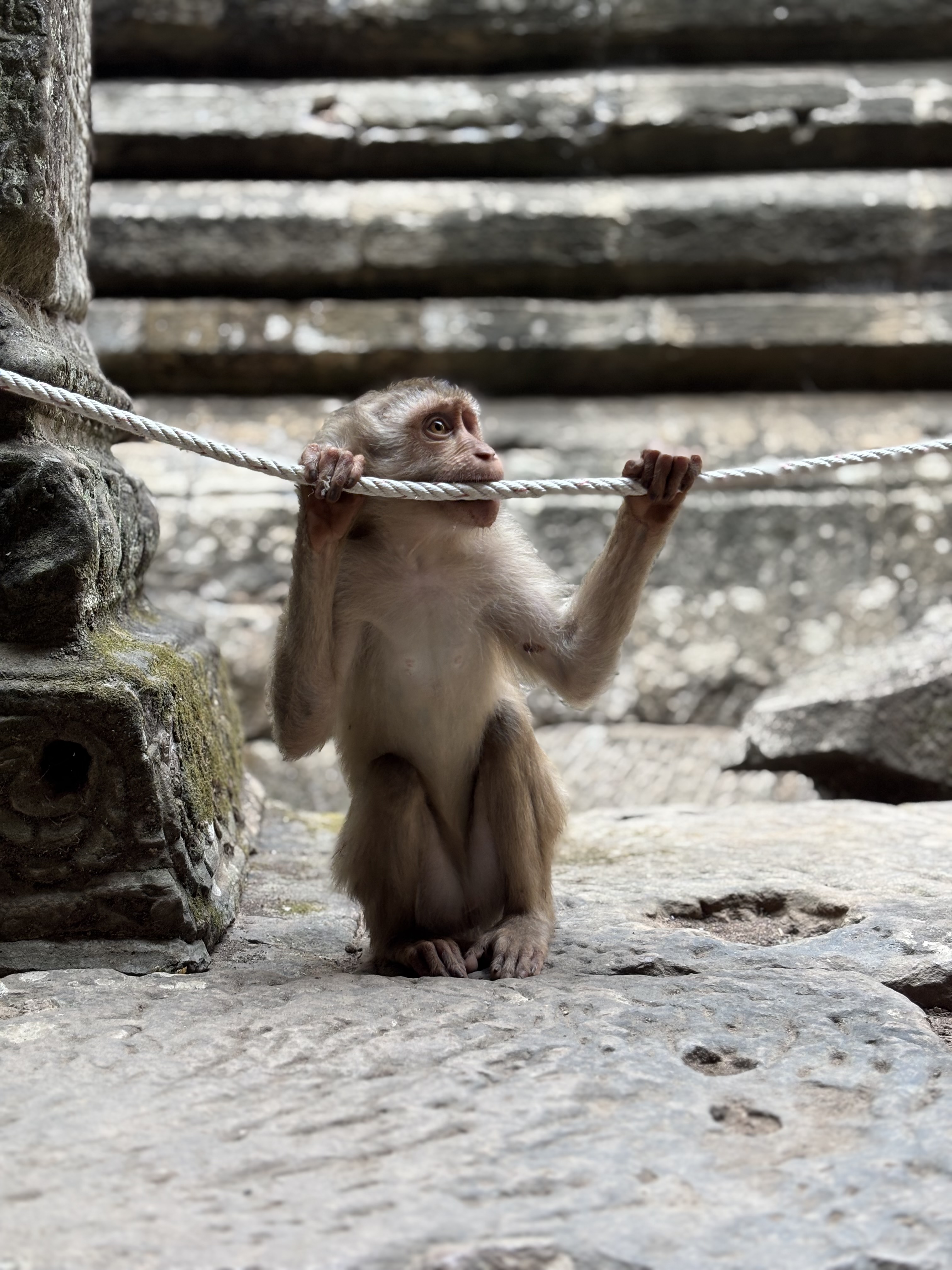 Simpatica scimmia che morde una fune bianca aggrappata tra le antiche pietre di Angkor
