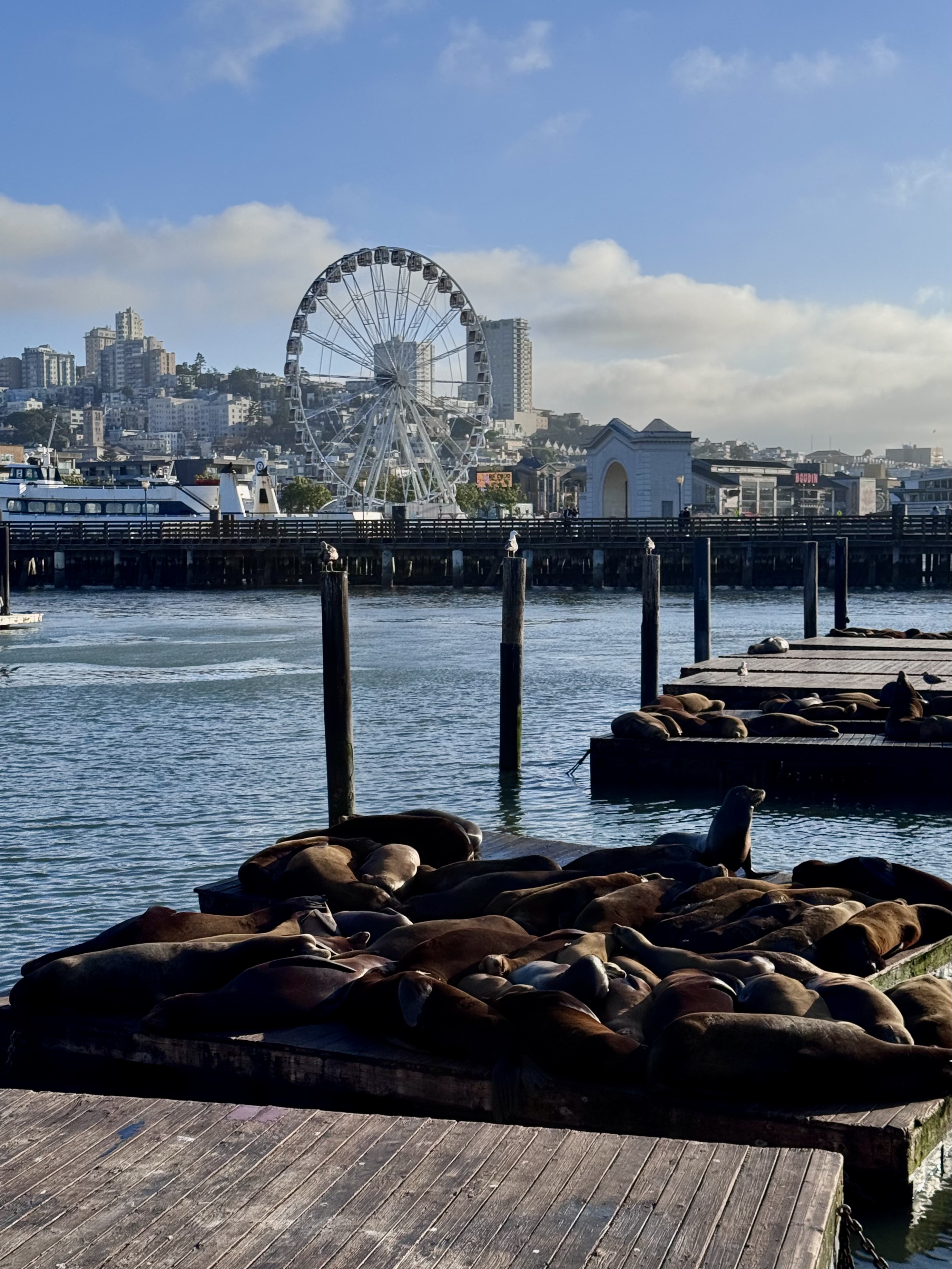 Famosi leoni marini che riposano sui pontili del Pier 39 a San Francisco