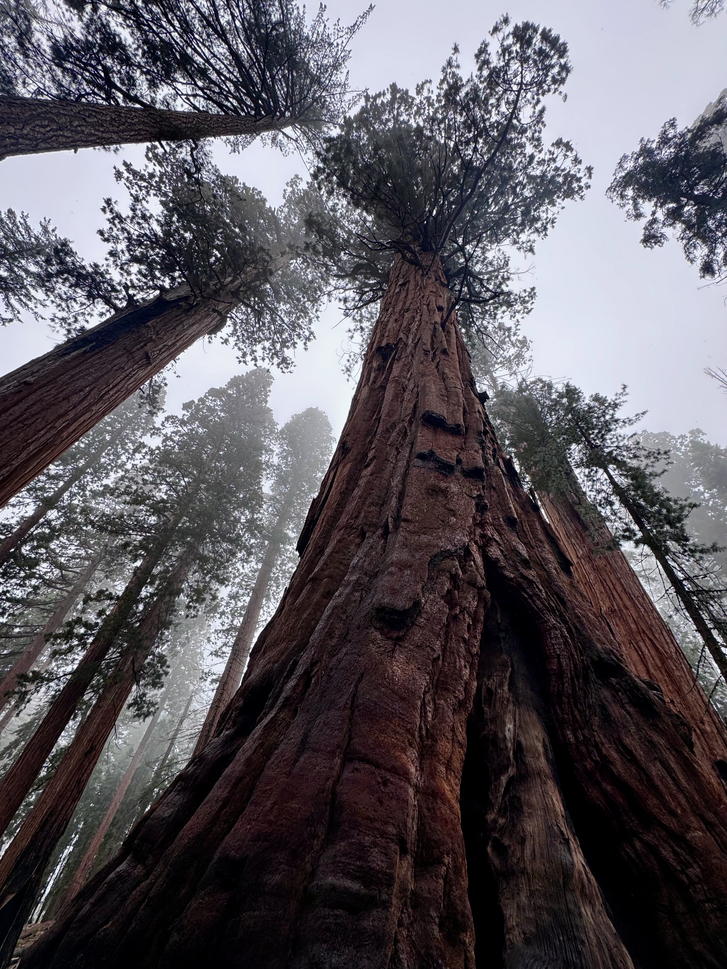 Il tronco colossale di una sequoia gigante che svetta verso il cielo nuvoloso