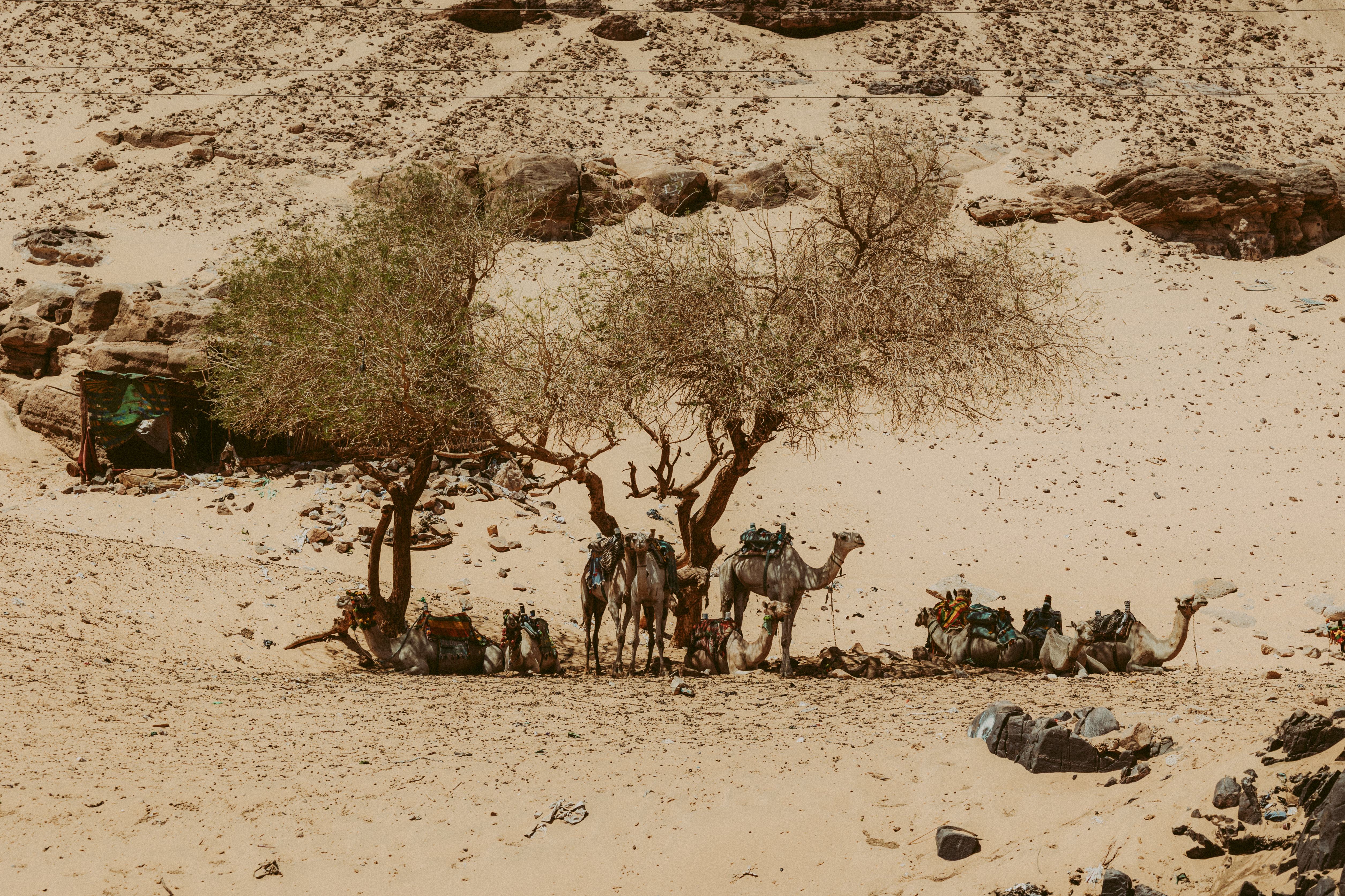 Gruppo di dromedari che riposano all'ombra di alberi nel deserto vicino al Nilo