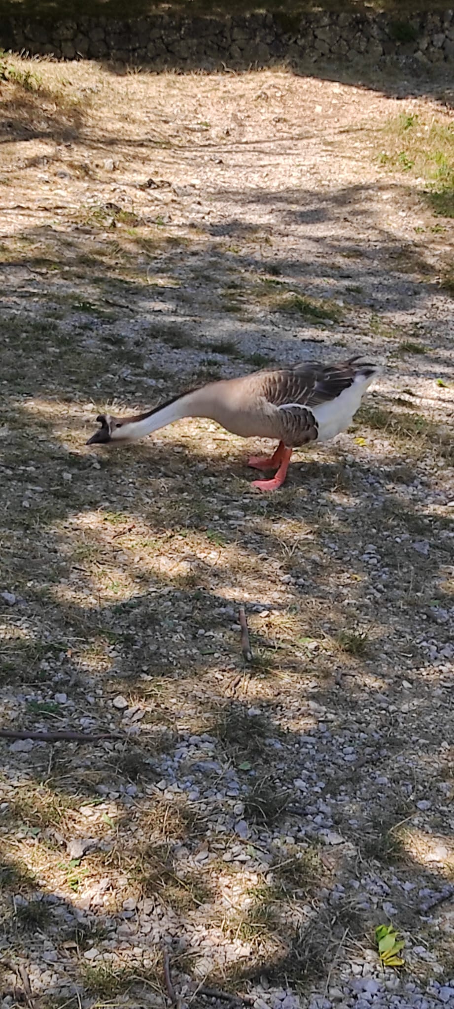 Avvistamento ravvicinato di una bellissima oca selvatica che passeggia tranquilla lungo un sentiero in terra battuta della Riserva