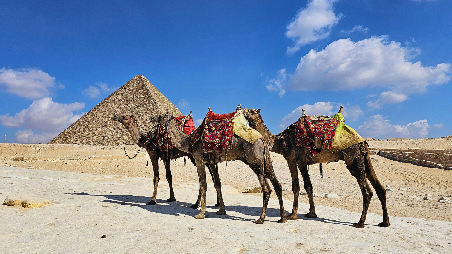 Meravigliosi cammelli in sosta davanti all'imponente sagoma delle Piramidi di Giza
